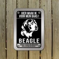 Beagle