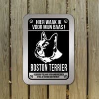 Boston Terrier