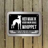 Whippet