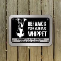 Whippet