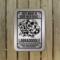 Labradoodle